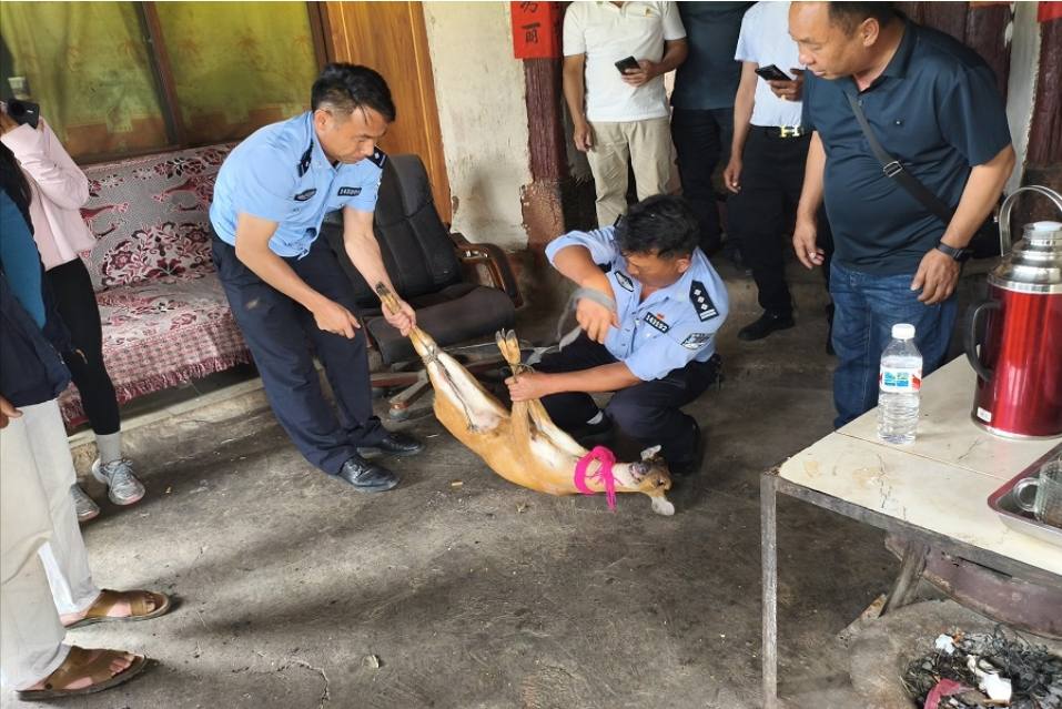 “不速之客”造訪農(nóng)家院！麗江警民暖心救助野生麂子